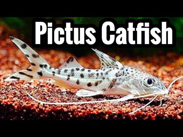 pictus catfish