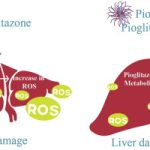 Navigating Pioglitazone Side Effects What You Need to Know pioglitazone side effects