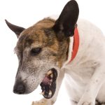 Pneumonia in Dogs Causes, Symptoms, and Treatment pneumonia in dogs
