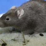Decoding Rat Droppings: What You Need to Know rat droppings