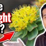 The Potential Rhodiola for Weight Loss rhodiola weight loss