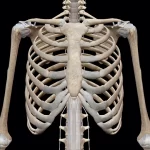 Demystifying Rib Cage Anatomy: Structure, Functions, and Common Conditions rib cage anatomy