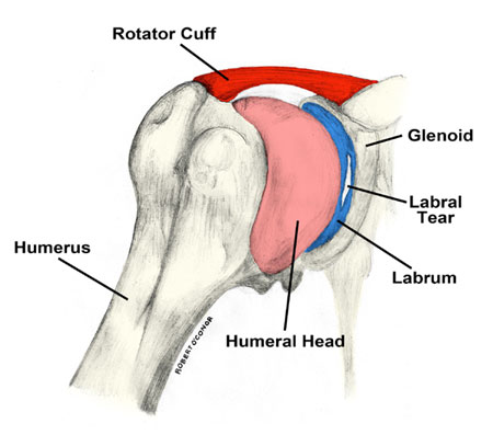 shoulder labrum