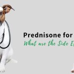 Navigating the Side Effects of Prednisone in Dogs side effects of prednisone in dogs