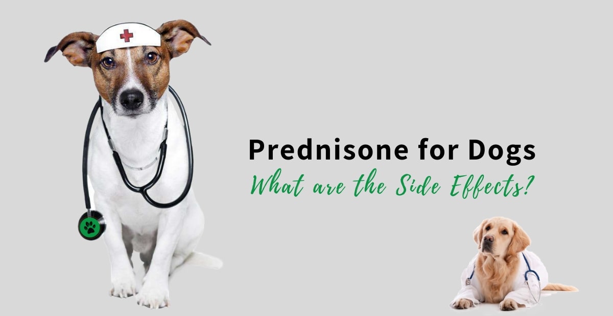 side effects of prednisone in dogs