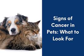 Detecting the Silent Threat: Signs of Cancer in Dogs