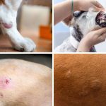 Guarding Your Furry Friend Skin Cancer in Dogs skin cancer in dogs