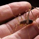 The Fascinating World of Spider Crickets: Nature’s Curious Crawlers spider cricket