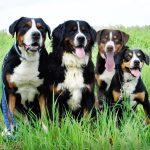 Discover the Majestic Swiss Mountain Dog Breed A True Alpine Companion swiss mountain dog