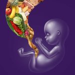 Teratogens Factors That Affect Fetal Development teratogen