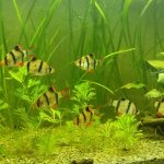 Tiger Barb Care Guide Keeping the Stripes Alive in Your Aquarium tiger barb