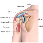 Torn Labrum in Shoulder Causes, Symptoms, and Treatments torn labrum shoulder