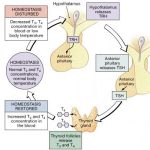 Demystifying TSH with Reflex to Free T4 A Comprehensive Guide tsh with reflex to free t4