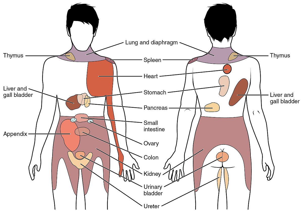 upper right back pain