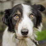 Valley Fever in Dogs Prevention and Treatment valley fever in dogs