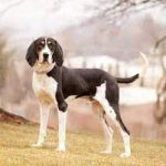 Exploring the Enigmatic Walker Hound: A Loyal Companion walker hound