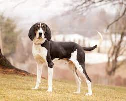 walker hound