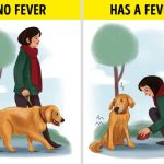 Canine Care: What Can I Give My Dog for Fever and How to Ensure Their Well-being? what can i give my dog for fever