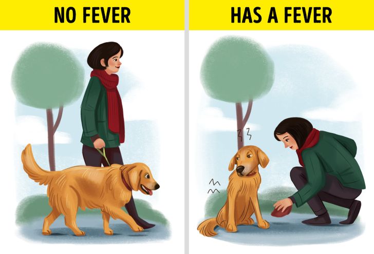 what can i give my dog for fever