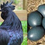 The Mystery What Is Black Chicken what is black chicken
