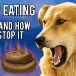 Curious Canines Why Do Dogs Eat Their Own Poop why do dogs eat their own poop