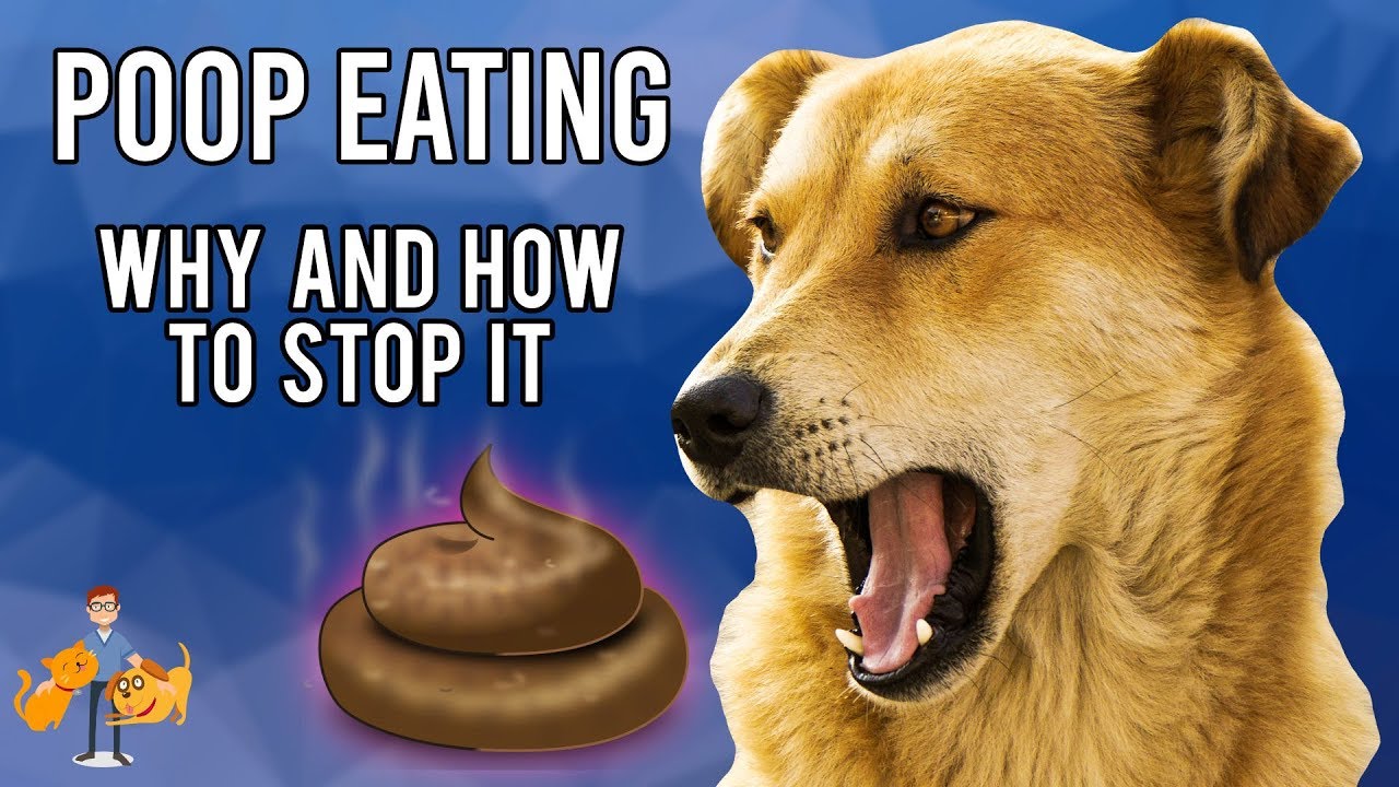 why do dogs eat their own poop