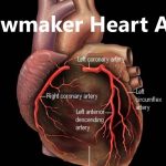 The Widow Maker Heart Attack: Causes, Symptoms, and Prevention Measures widow maker heart attack