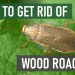 Wood Roach Insights: Behavior, Prevention, and Extermination Tips wood roach