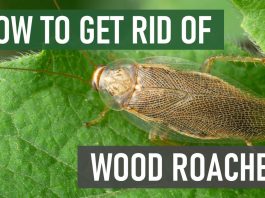 wood roach