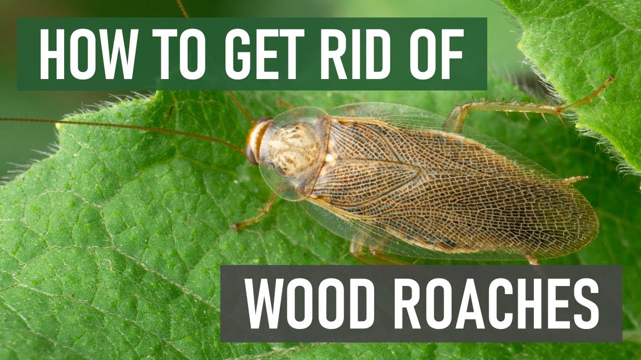 wood roach