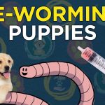 De-Worming Delight: Choosing the Best Worm Medicine for Dogs worm medicine for dogs