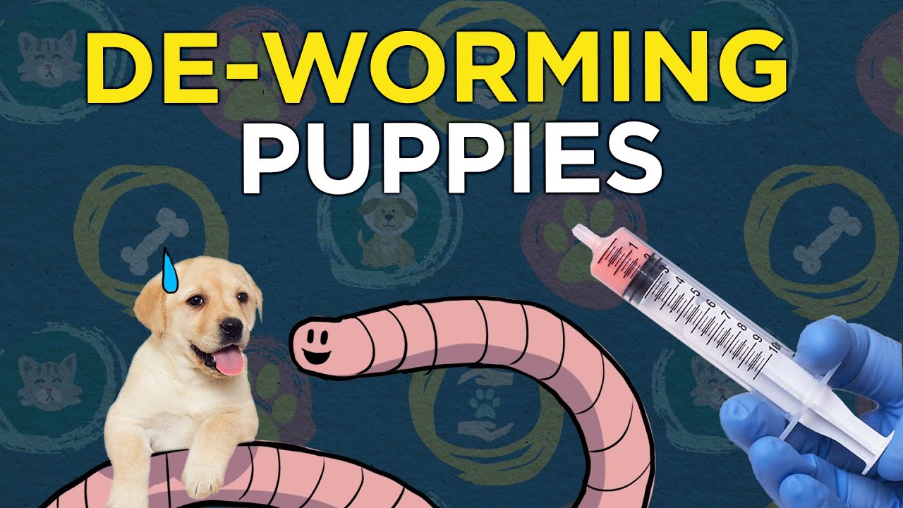 worm medicine for dogs