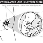 Your Journey at 4 Months Pregnant Milestones and Tips 4 months pregnant