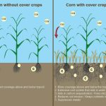 Green Revolution: Incredible Benefits of Cover Crops Benefits of Cover Crops