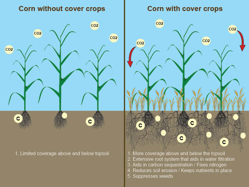 Green Revolution Incredible Benefits Of Cover Crops Phonemantra   Benefits Of Cover Crops 