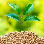 Power of Biomass Energy, its Remarkable Advantages advantages of biomass energy
