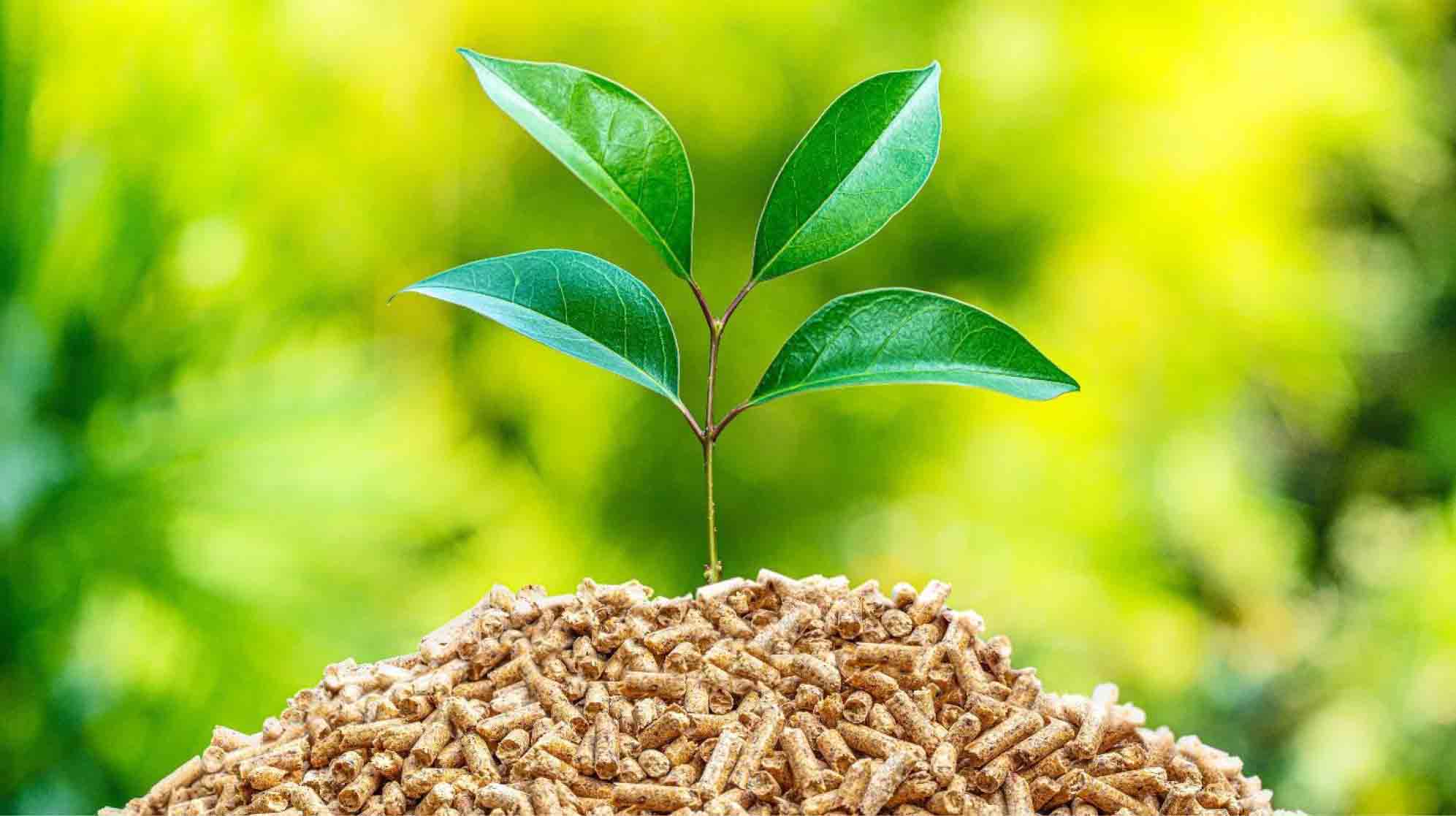 advantages of biomass energy