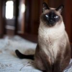 Decoding the Average Cat Weight Is Your Feline Friend in the Healthy Range average cat weight