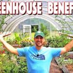 Hidden Gems, 5 Incredible Benefits of a Greenhouse benefits of a greenhouse
