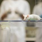 Hidden Benefits of Animal Testing, Advancements that Save Lives benefits of animal testing