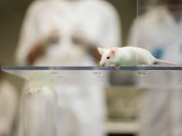 benefits of animal testing