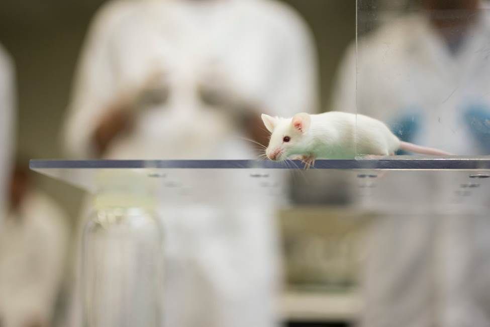 benefits of animal testing