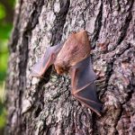 Winged Wonders, Astonishing Benefits of Bats benefits of bats