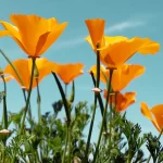 California Dreamin:;Astonishing Benefits of the Golden State benefits of california