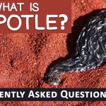The Flavorful Delights, Amazing Benefits of Chipotle benefits of chipotle