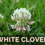 Astonishing Benefits of Clover, Nature’s Secret Weapon benefits of clover
