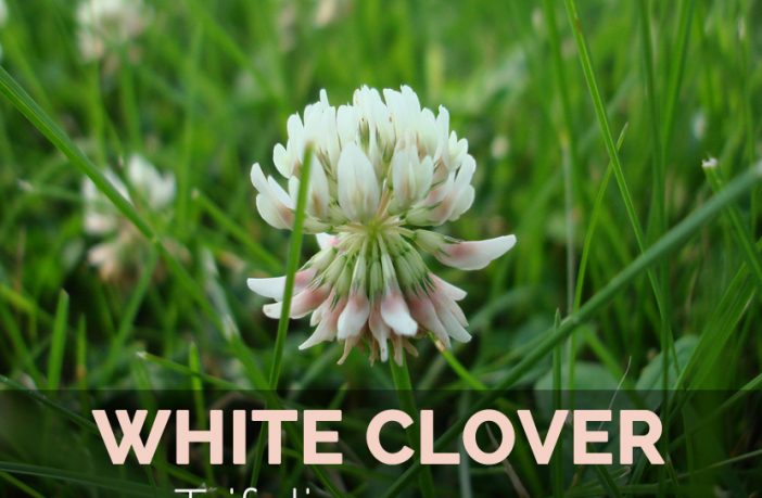 benefits of clover