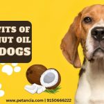 The Power of Coconut Oil, Incredible Benefits for Dogs benefits of coconut oil for dogs