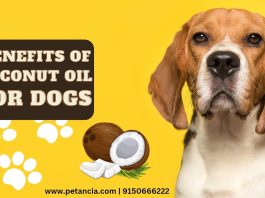 benefits of coconut oil for dogs