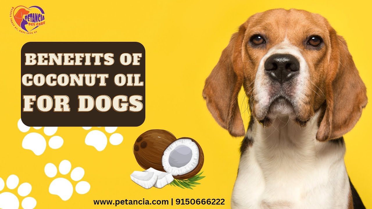 benefits of coconut oil for dogs